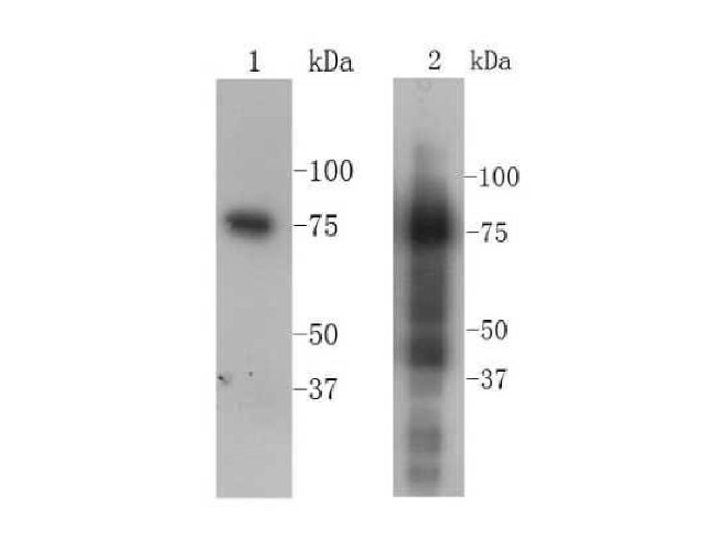 Transferrin Antibody in Western Blot (WB)
