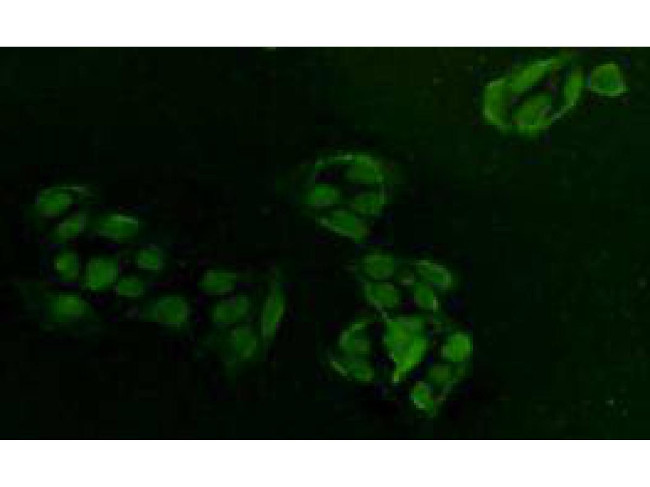 PCNA Antibody in Immunocytochemistry (ICC/IF)
