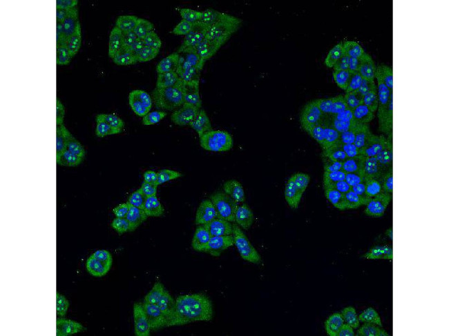 ESRRB Antibody in Immunocytochemistry (ICC/IF)