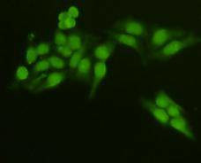 MAPK14 Antibody in Immunocytochemistry (ICC/IF)