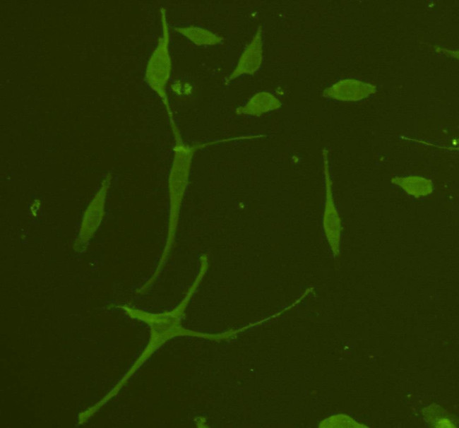 GFAP Antibody in Immunocytochemistry (ICC/IF)