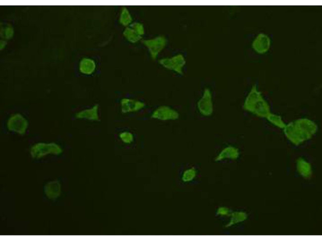 TRAF6 Antibody in Immunocytochemistry (ICC/IF)