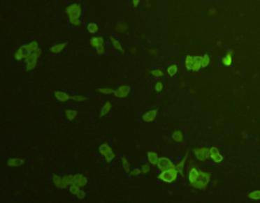 ATG12 Antibody in Immunocytochemistry (ICC/IF)