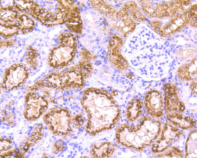 Occludin Antibody in Immunocytochemistry (ICC/IF)
