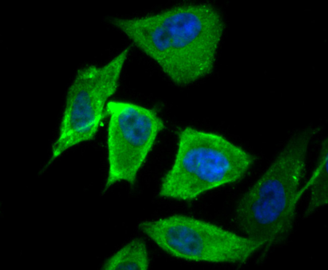 LDL Receptor Antibody in Immunocytochemistry (ICC/IF)
