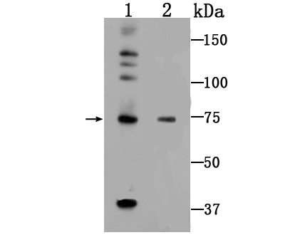 5 Lipoxygenase Antibody in Western Blot (WB)