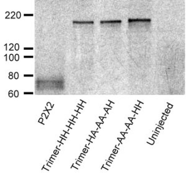P2X2 Antibody in Western Blot (WB)