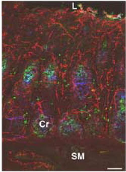 PGP9.5 Antibody in Immunohistochemistry (IHC)