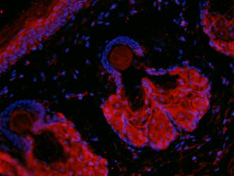 c-Kit/CD117 Antibody in Immunohistochemistry (IHC)