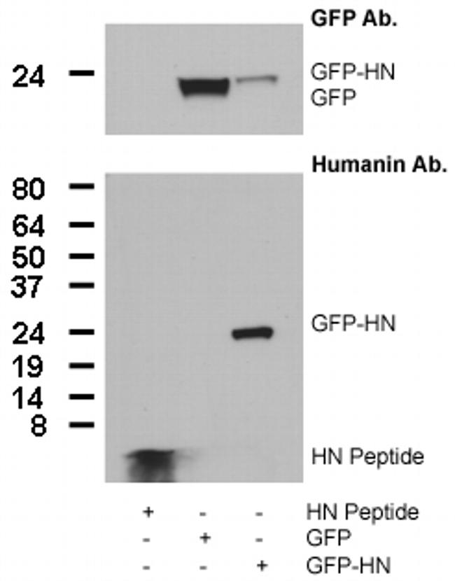 Humanin Antibody in Western Blot (WB)