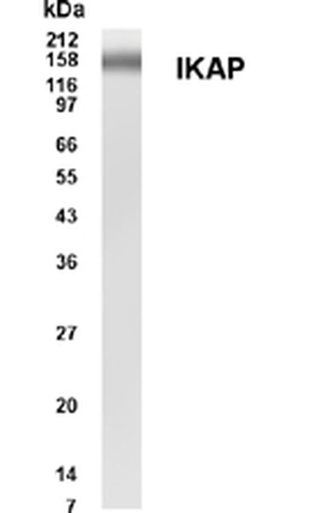 IKAP Antibody in Western Blot (WB)