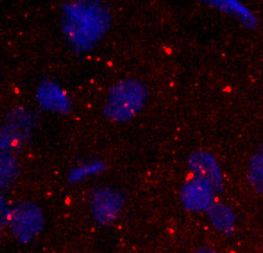 Neuropeptide FF1 Receptor Antibody in Immunohistochemistry (IHC)
