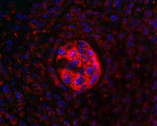 SOX6 Antibody in Immunohistochemistry (IHC)
