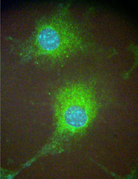 WWOX Antibody in Immunocytochemistry (ICC/IF)
