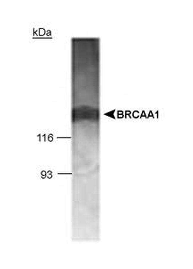 BRCAA1 Antibody in Western Blot (WB)