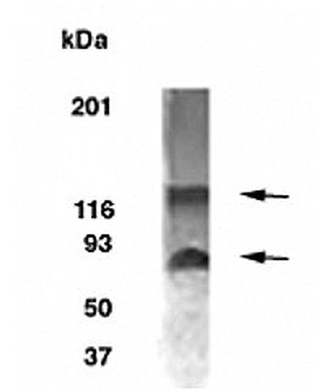 NABC1 Antibody in Western Blot (WB)