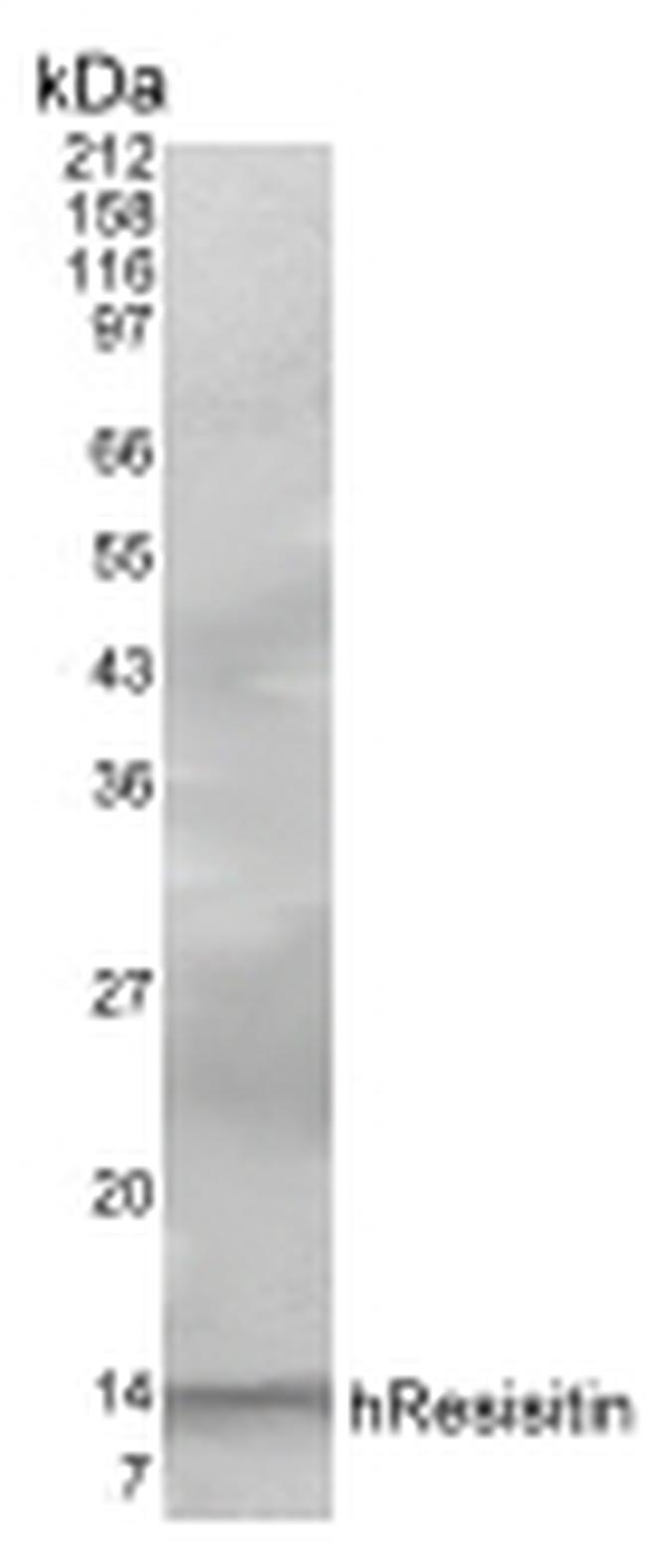 Resistin Antibody in Western Blot (WB)