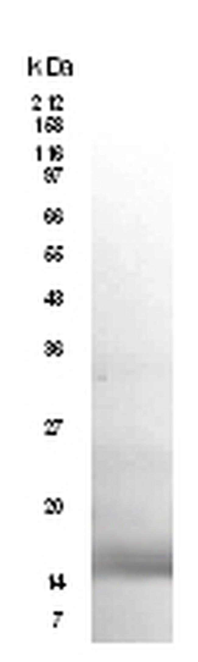 mRELM alpha Antibody in Western Blot (WB)