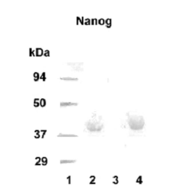 Nanog Antibody in Western Blot (WB)