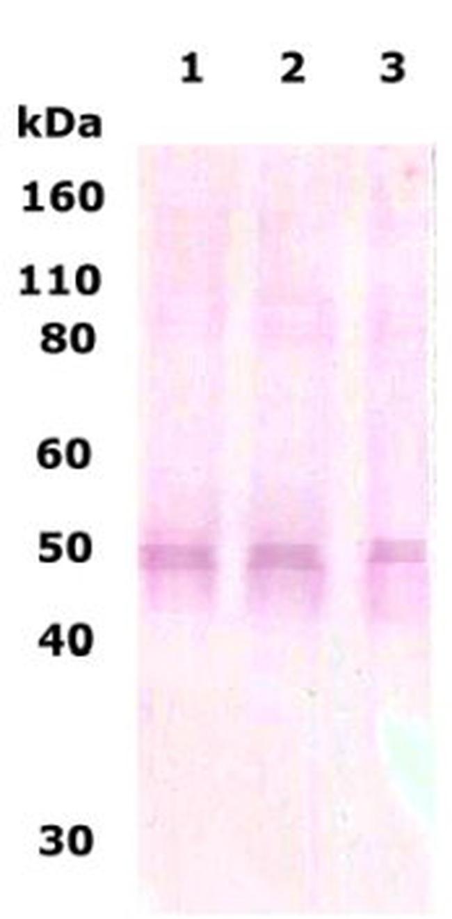 Delta Opioid Receptor 361-372 Antibody in Western Blot (WB)