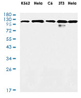 VCL Antibody in Western Blot (WB)