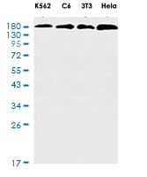 FLT1 Antibody in Western Blot (WB)
