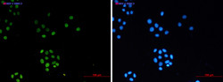 H3C1 Antibody in Immunocytochemistry (ICC/IF)