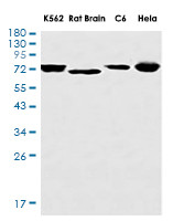TRIM25 Antibody in Western Blot (WB)