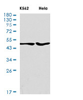 TRIM21 Antibody in Western Blot (WB)