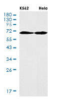 TCF7L2 Antibody in Western Blot (WB)