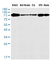 TOP1 Antibody in Western Blot (WB)
