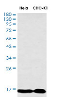 TOMM20 Antibody in Western Blot (WB)
