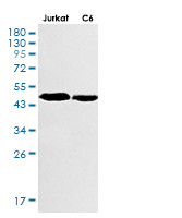 Tgfb1 Antibody in Western Blot (WB)