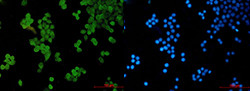 STAT5B Antibody in Immunocytochemistry (ICC/IF)