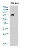 SOX9 Antibody in Western Blot (WB)
