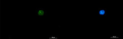 SMARCA2 Antibody in Immunocytochemistry (ICC/IF)