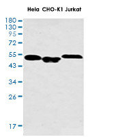 SMAD2 Antibody in Western Blot (WB)
