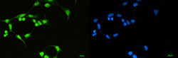 SF3B1 Antibody in Immunocytochemistry (ICC/IF)