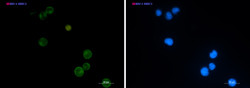 SEMA4D Antibody in Immunocytochemistry (ICC/IF)