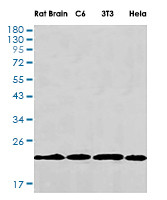 PEBP1 Antibody in Western Blot (WB)