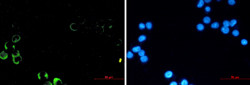 PIK3R1 Antibody in Immunocytochemistry (ICC/IF)
