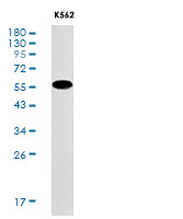 SMAD2 Antibody in Western Blot (WB)
