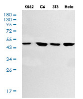 GSK3B Antibody in Western Blot (WB)