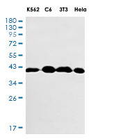EIF2S1 Antibody in Western Blot (WB)