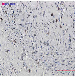 CREB1 Antibody in Immunohistochemistry (Paraffin) (IHC (P))