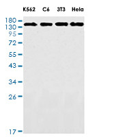EIF2AK3 Antibody in Western Blot (WB)