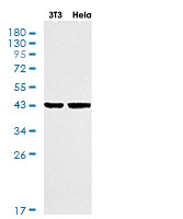 SERPINE1 Antibody in Western Blot (WB)