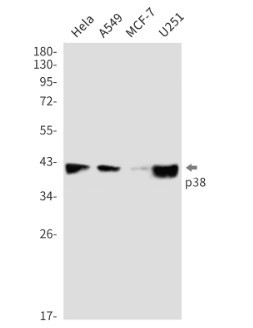 MAPK14 Antibody in Western Blot (WB)
