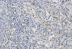 MSN Antibody in Immunohistochemistry (Paraffin) (IHC (P))
