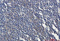 HLA-A Antibody in Immunohistochemistry (Paraffin) (IHC (P))